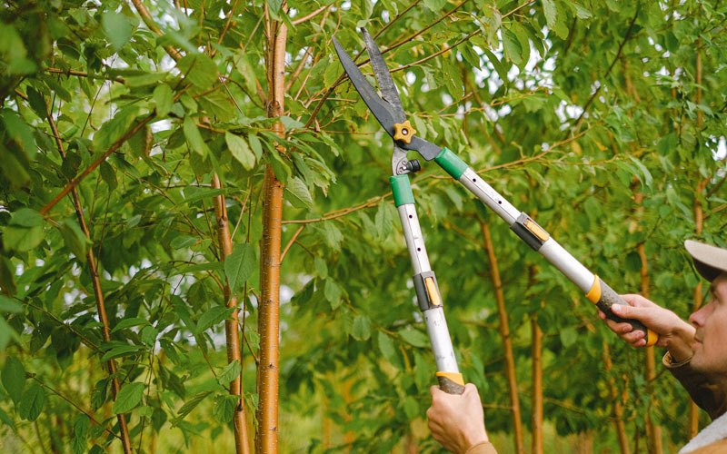 Tree trimming in Decherd, TN