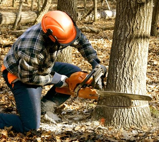 Tree Removal in Decherd, TN